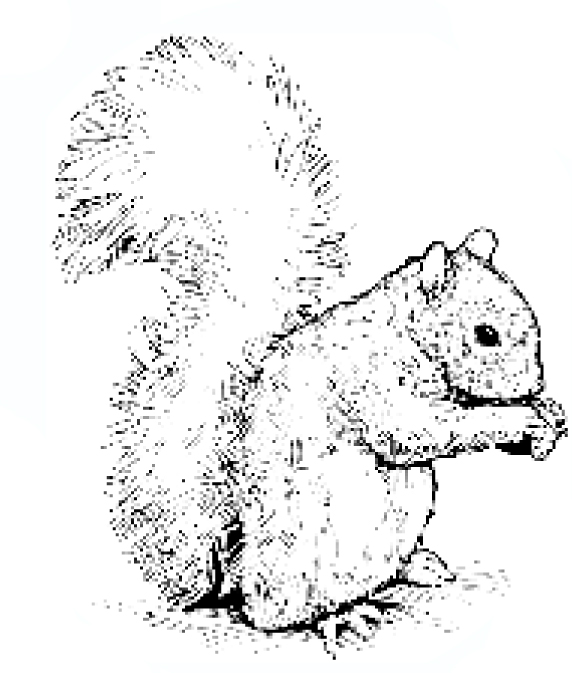 forest where squirrel eats nut